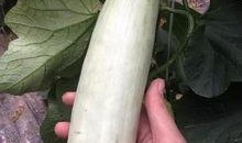 网红吃瓜旅游是真的吗,真相还是炒作？