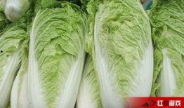 大白菜cp娱乐爆料,揭秘明星幕后恋情真相