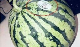 网红吃瓜旅游是真的吗,真相还是炒作？