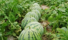 郯城大瓜爆料视频最新