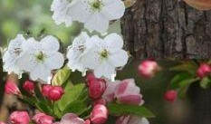 一树梨花压海棠电影在线观看,穿越时空的浪漫邂逅