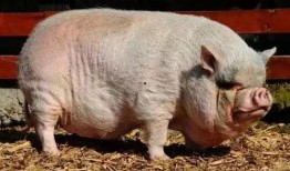 小猪崽子爆料娱乐圈小说