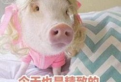 肥猪猪的日常娱乐吃瓜,娱乐至上，笑料连连