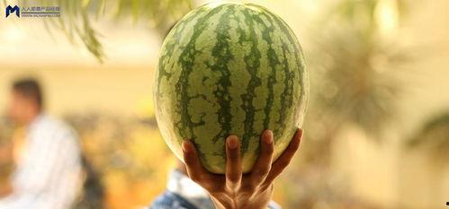 娱乐圈大瓜可以吃吗